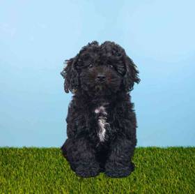 Shizapoo