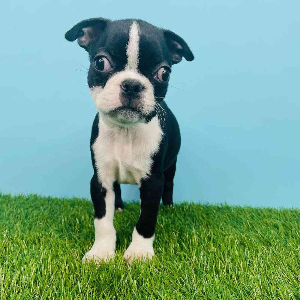 Male Boston Terrier Puppy for sale