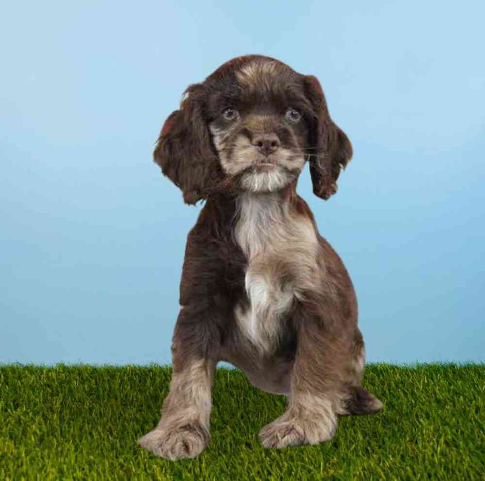 Cocker Spaniel