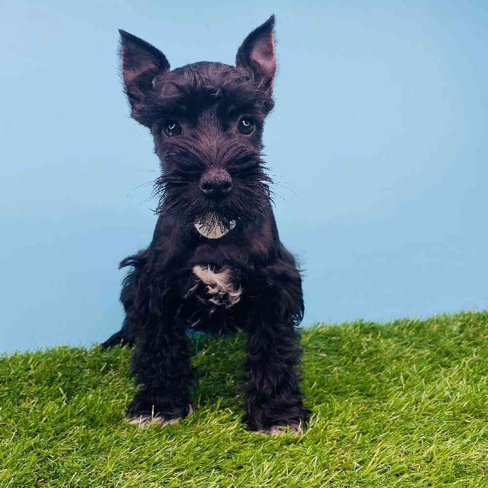 Female Mini Schnauzer Puppy for sale