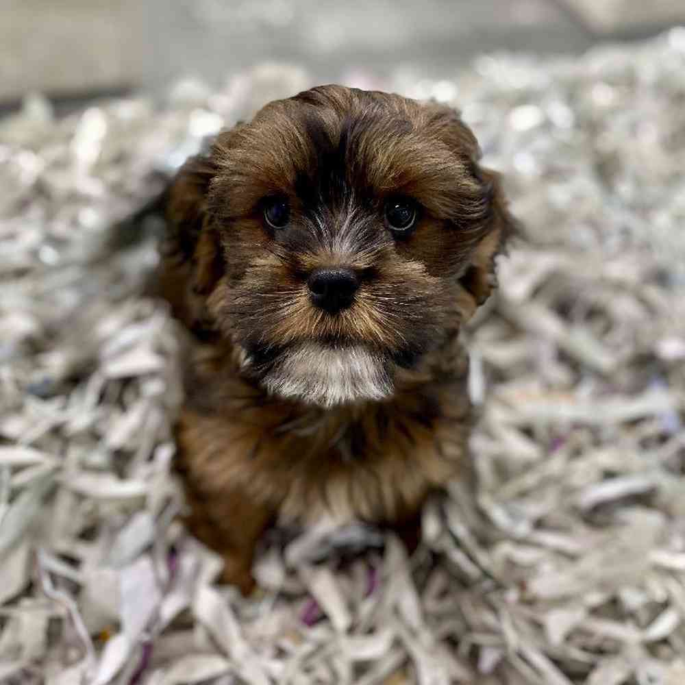 Female Lhasalier Puppy for Sale in Meridian, ID