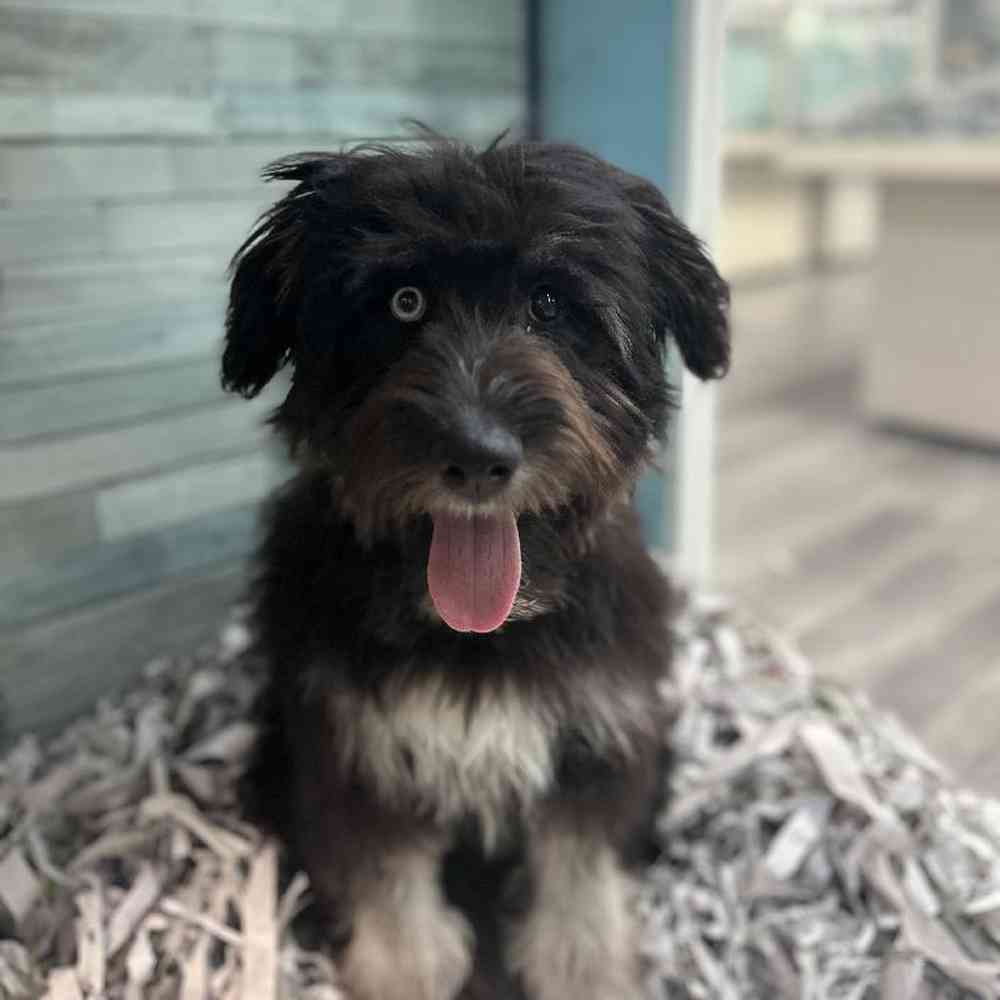 Male HuskiPoo Puppy for Sale in Meridian, ID