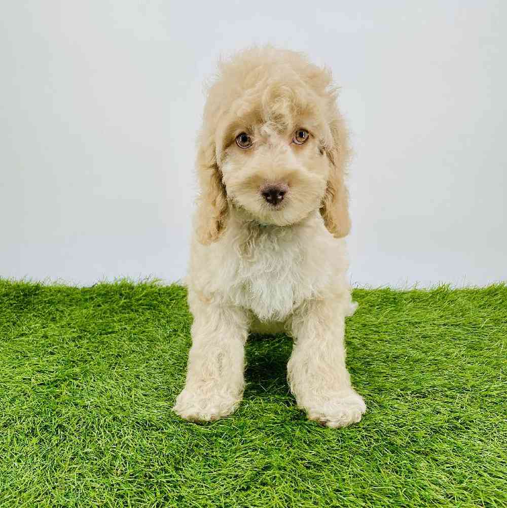 carousel pet images