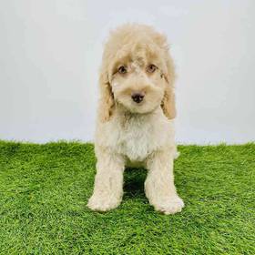 Cockapoo