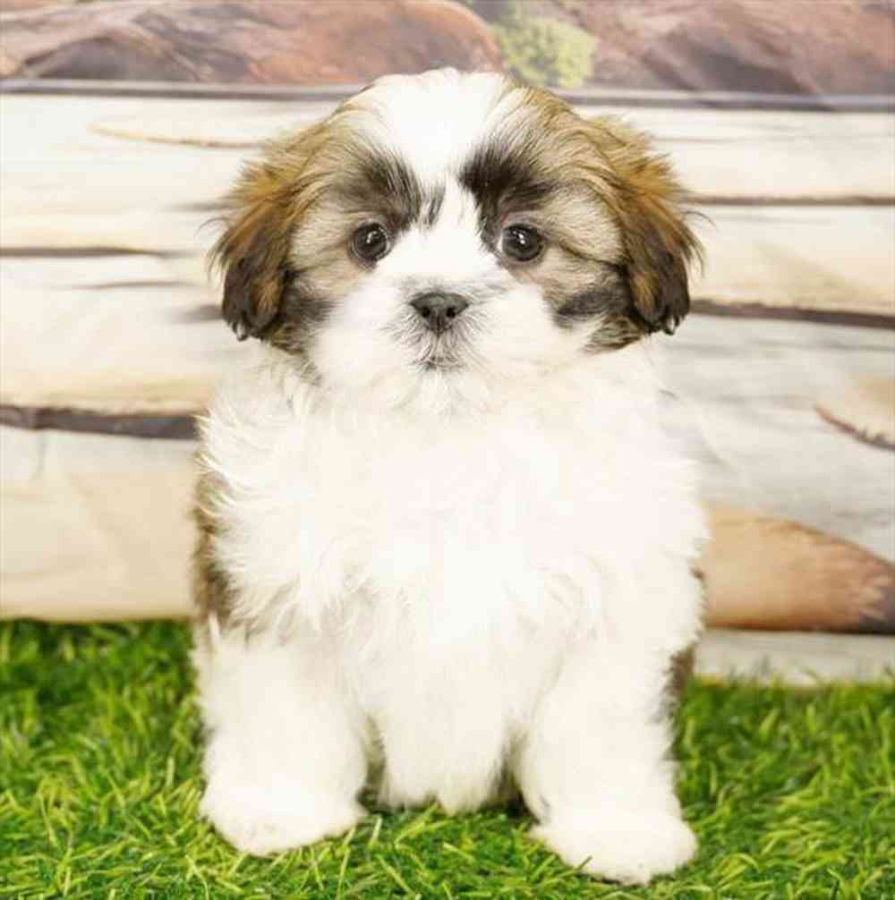 pet breed image