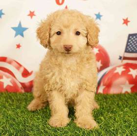 Poodle