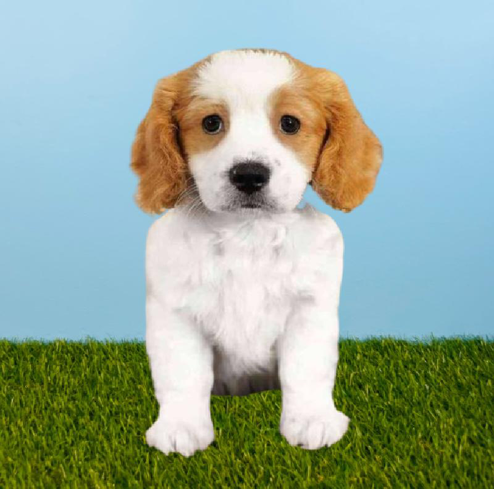 Male Cavalier King Charles Spaniel/Maltechon Puppy for sale