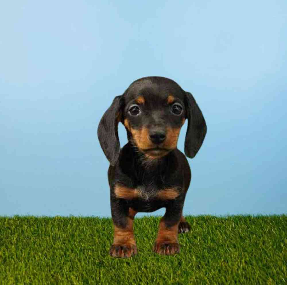 Female Dachshund Puppy for Sale in Meridian, ID