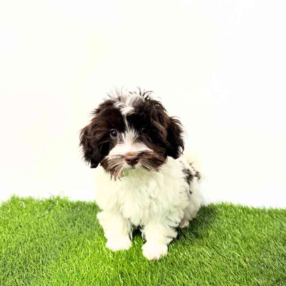 pet breed image