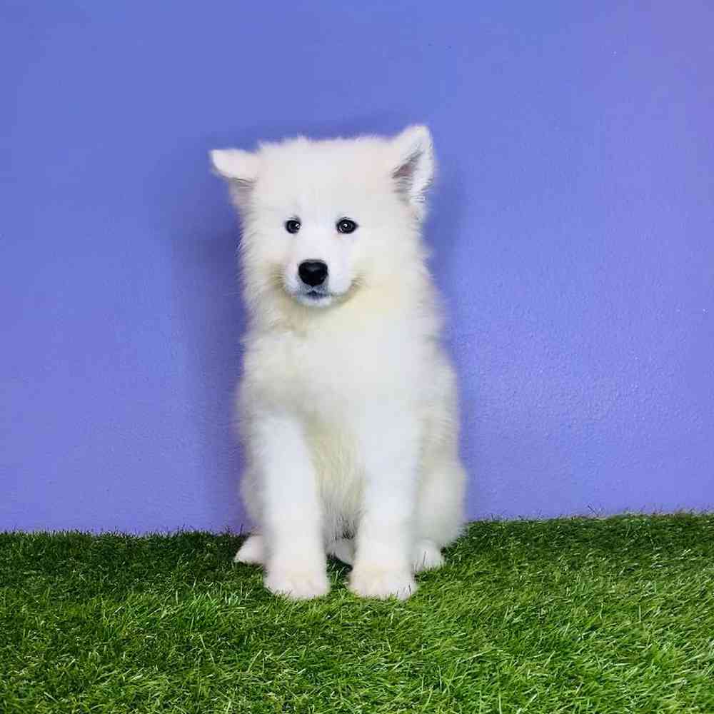 Female Samoyed Puppy for sale