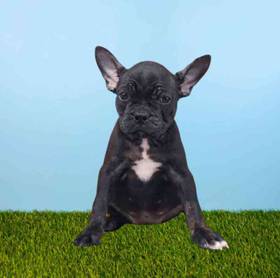 Frenchton