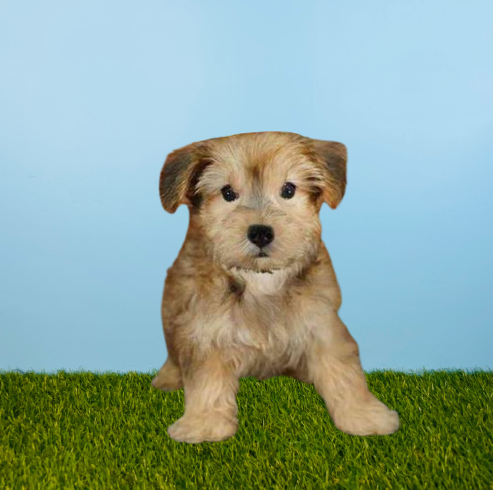 Female Yorkie-Poo Puppy for Sale in Meridian, ID