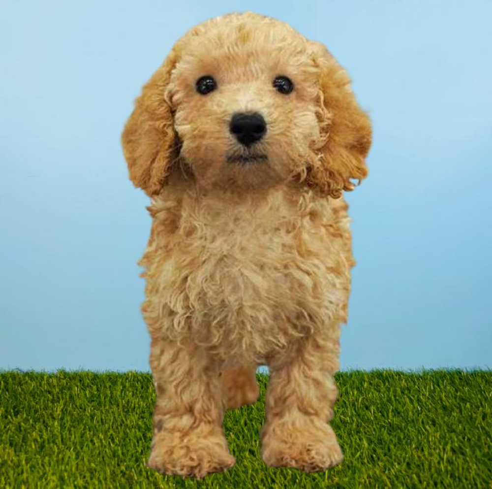 Male Poodle Puppy for sale