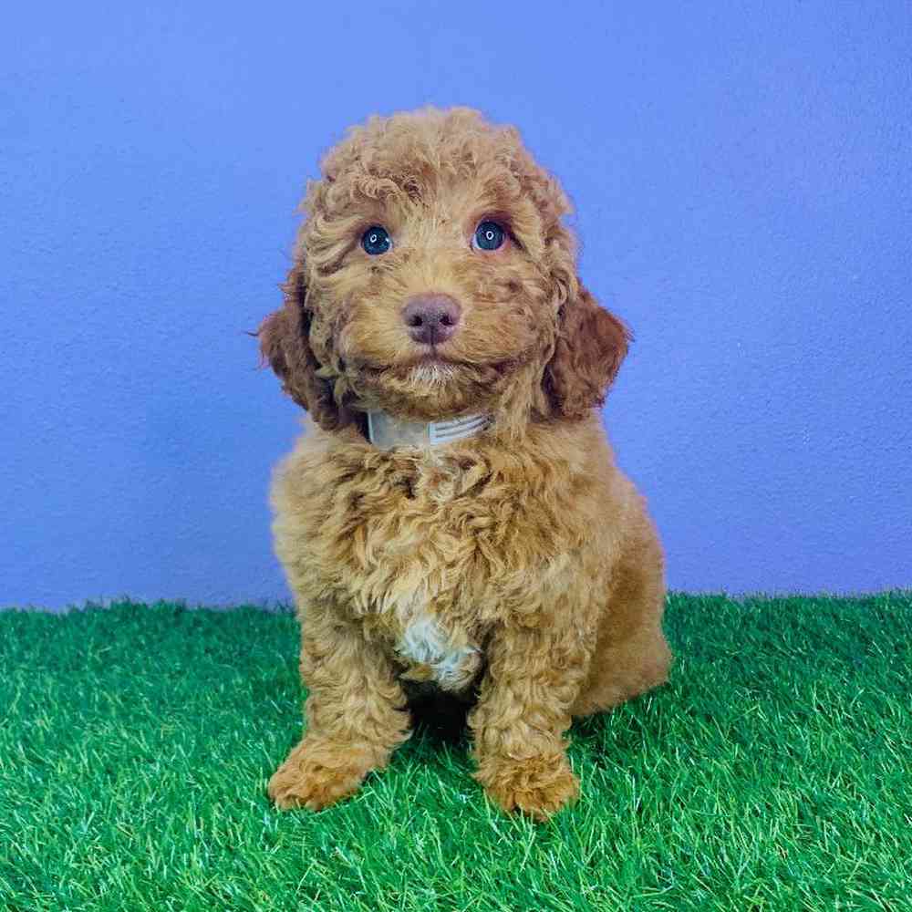 Male 2nd Gen Mini Labradoodle Puppy for sale
