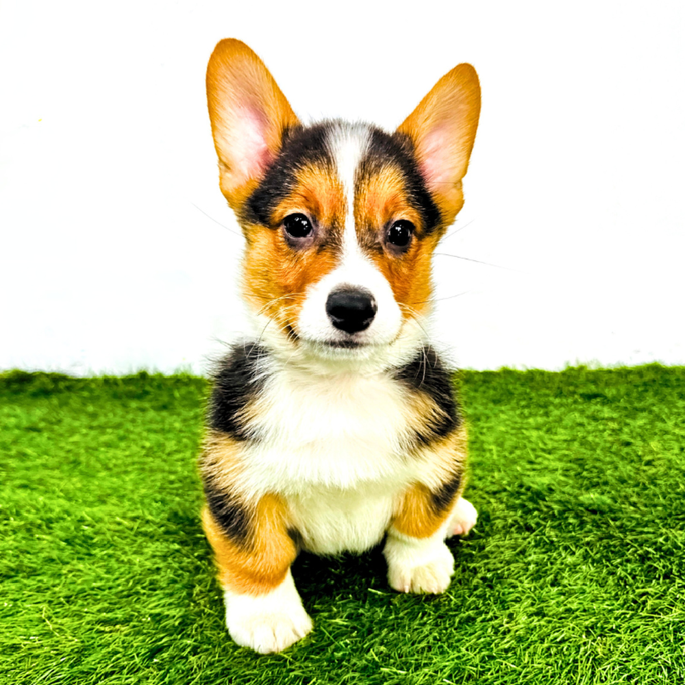 pet breed image