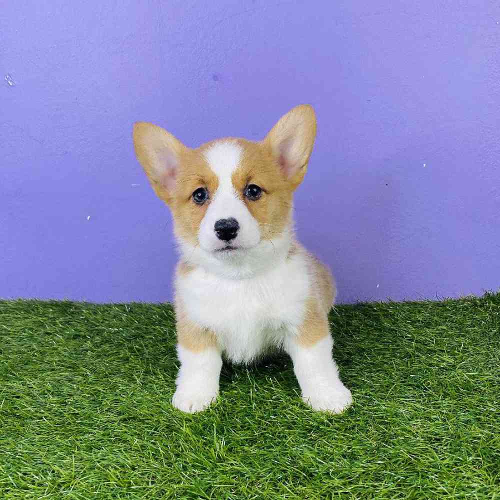 Female American Corgi Puppy for sale