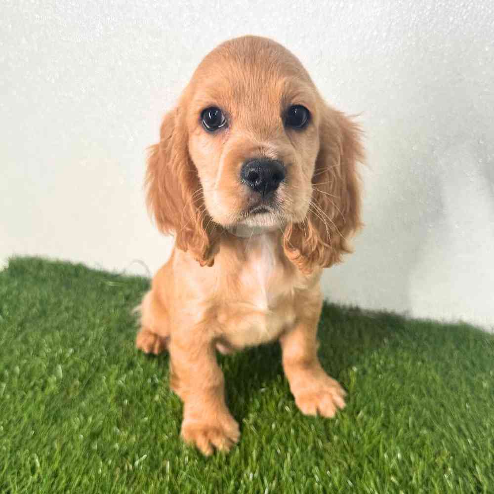 pet breed image