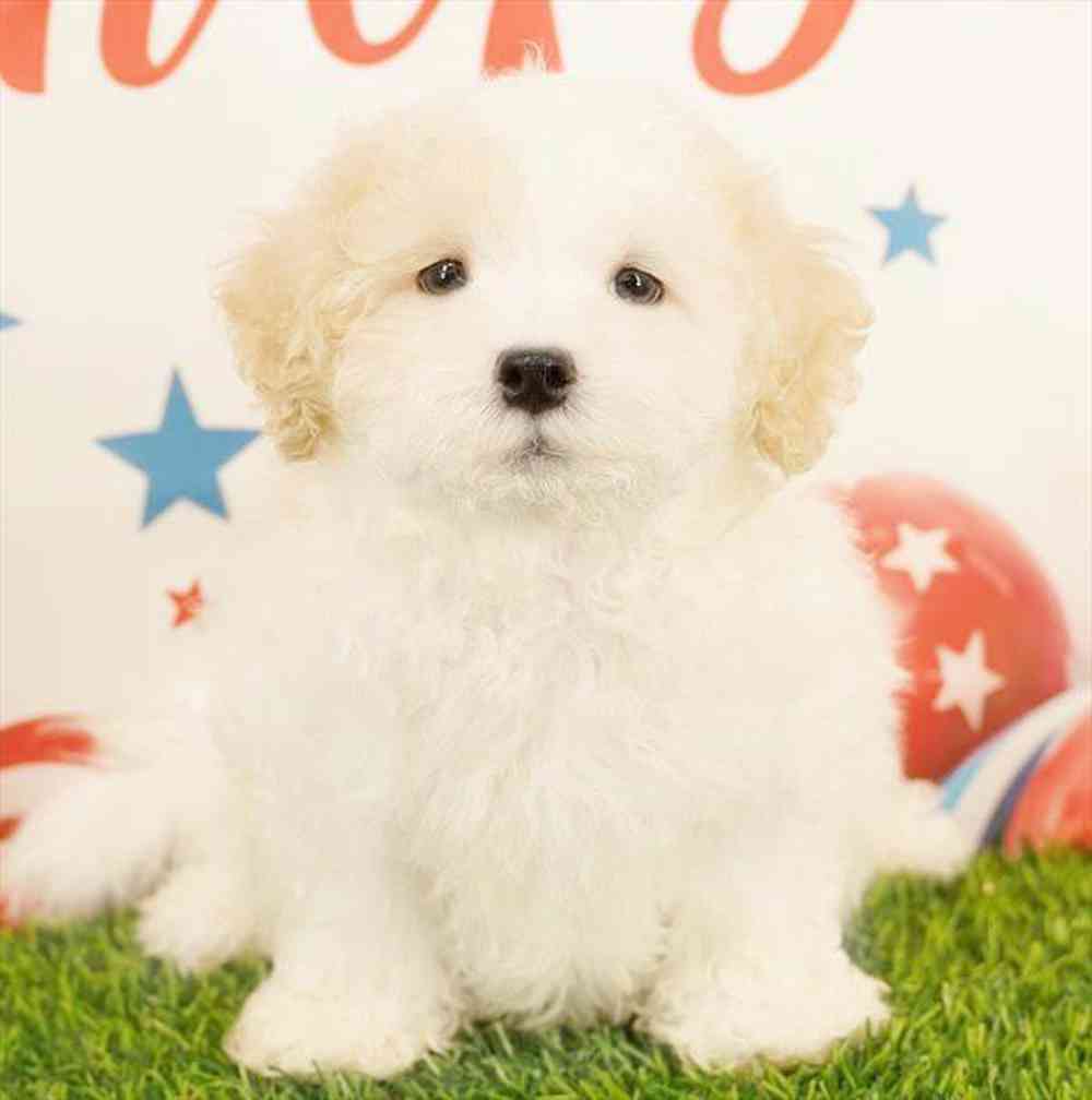 pet breed image