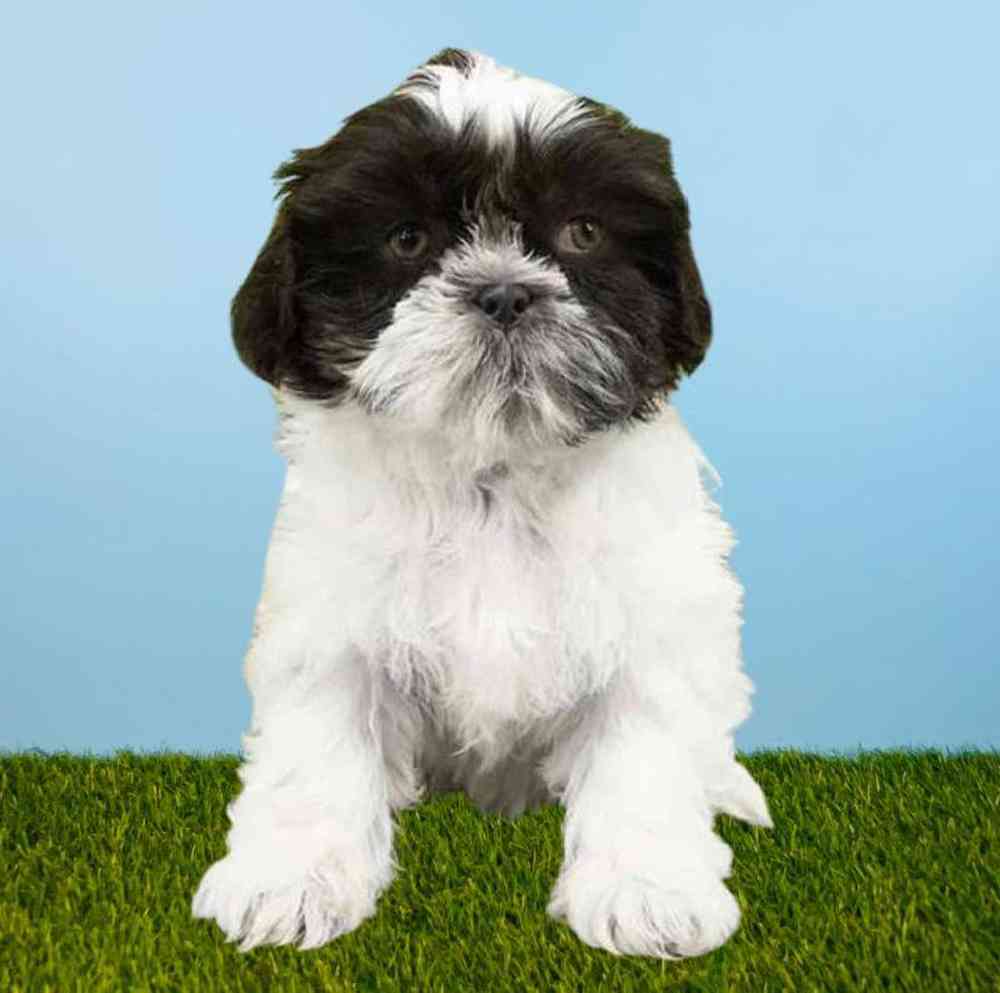 Female Shih Tzu Puppy for Sale in Meridian, ID