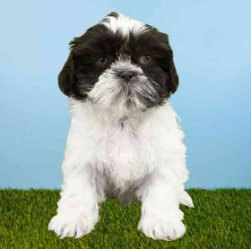 Shih Tzu