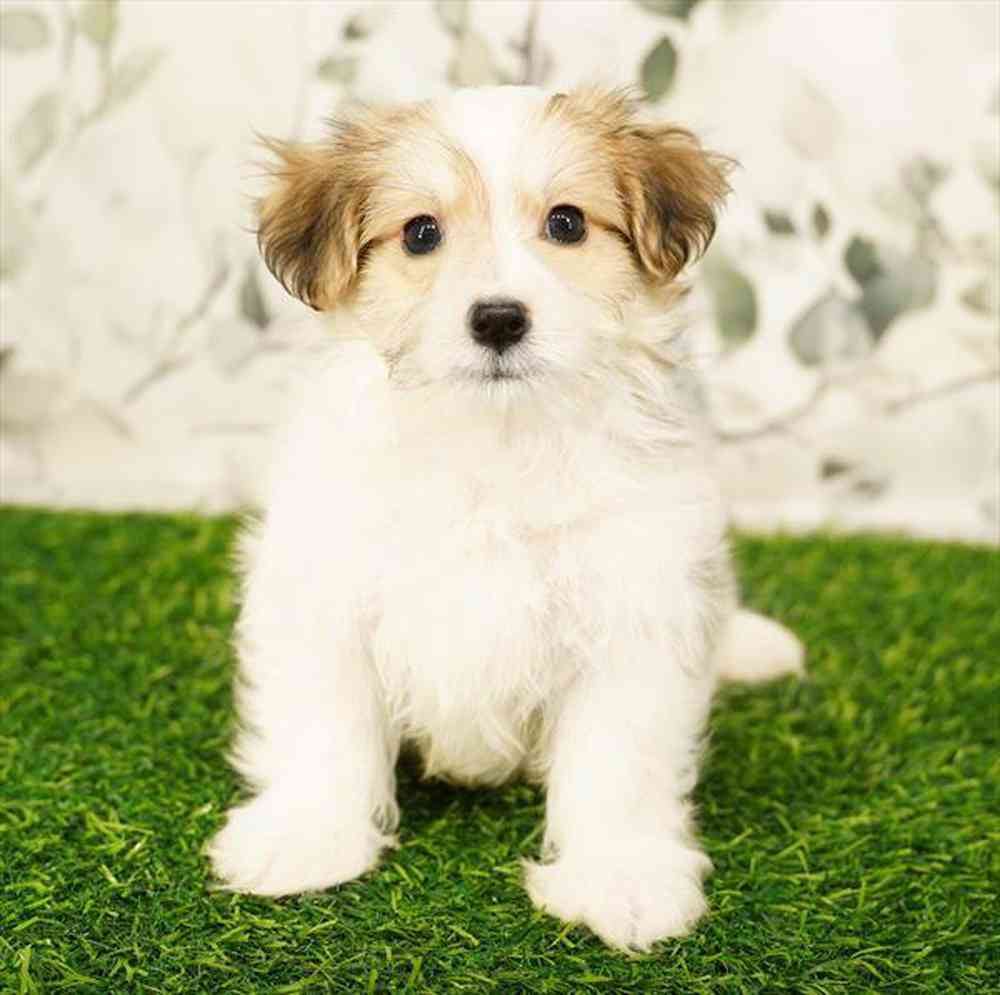 pet breed image