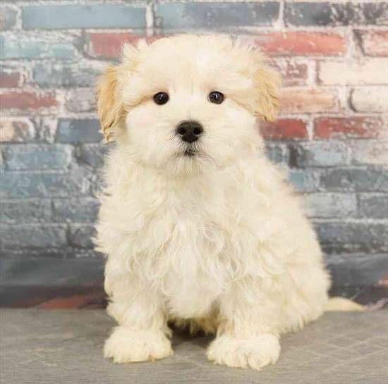 Maltipoo Puppies for Sale in Meridian, Idaho