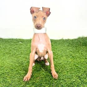 Italian Greyhound