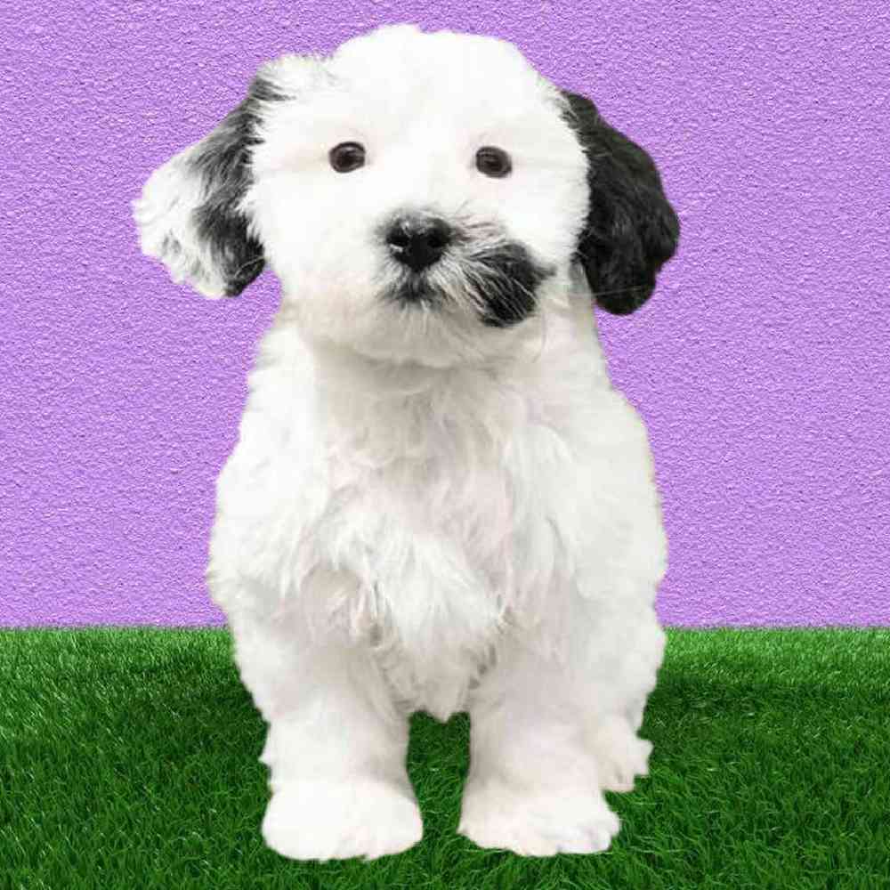 Female Havanese Puppy for Sale in Puyallup, WA