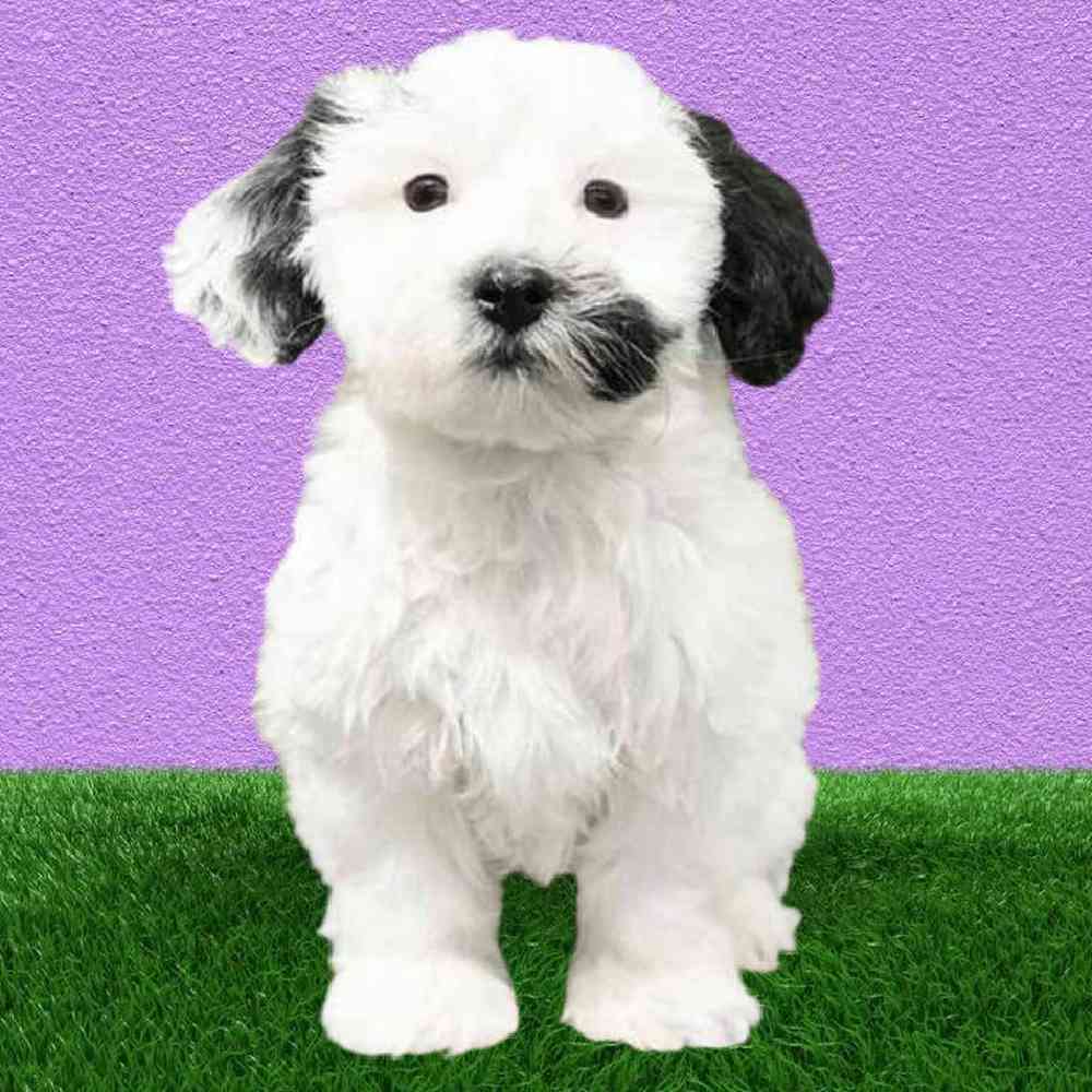 carousel pet images