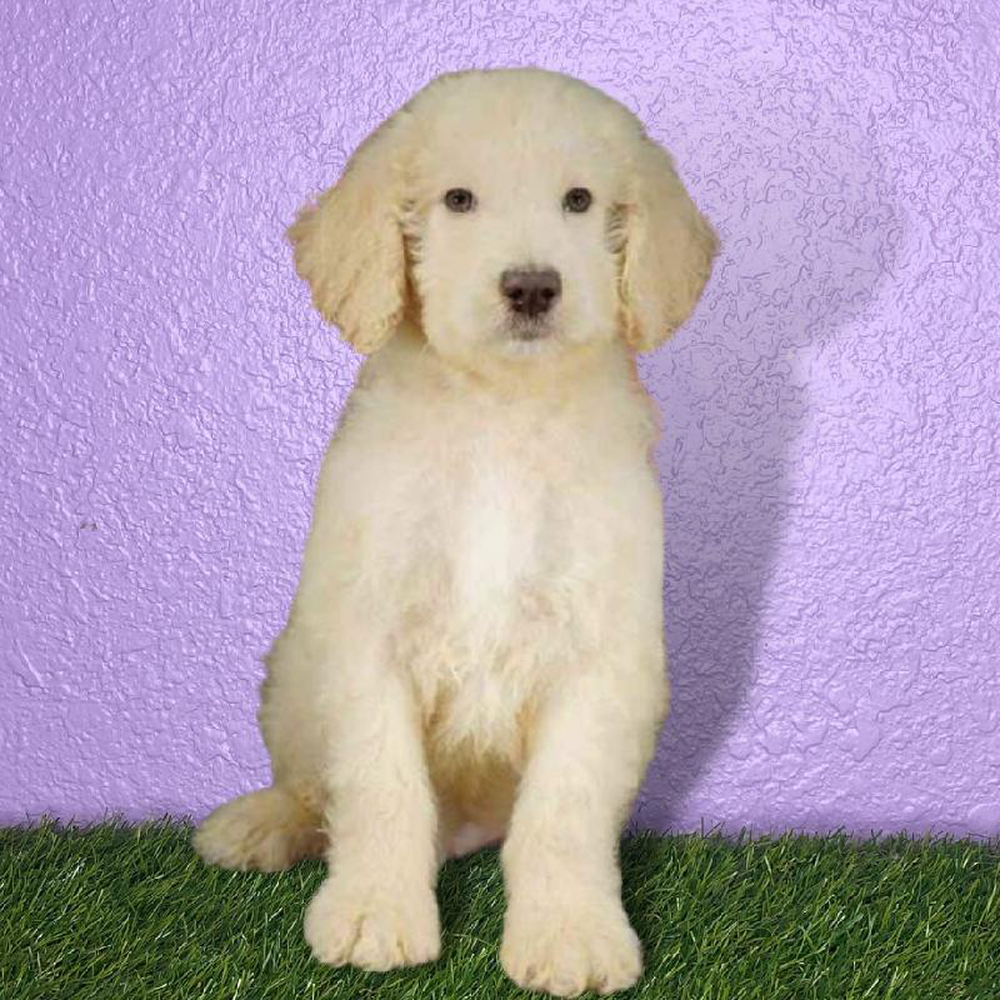 Female 2nd Gen Standard Goldendoodle Puppy for sale