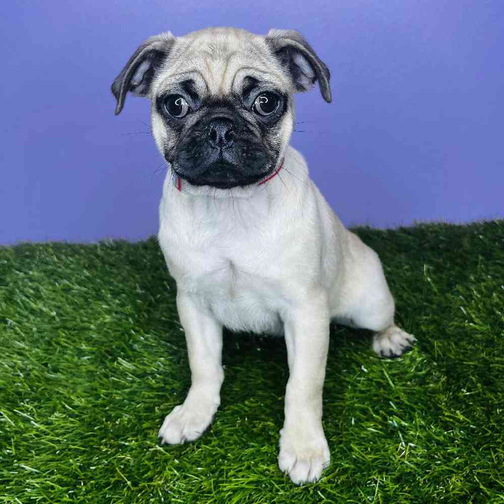 Female Pug Puppy for sale