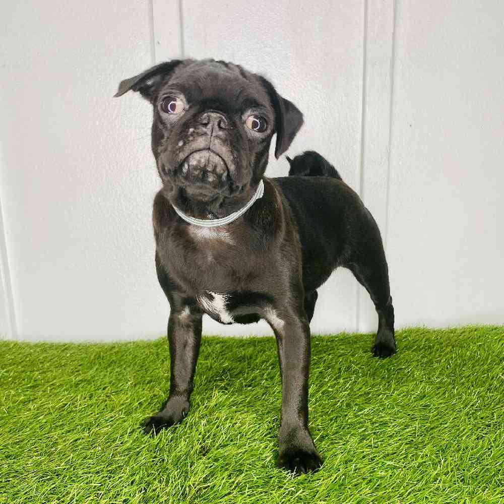 pet breed image