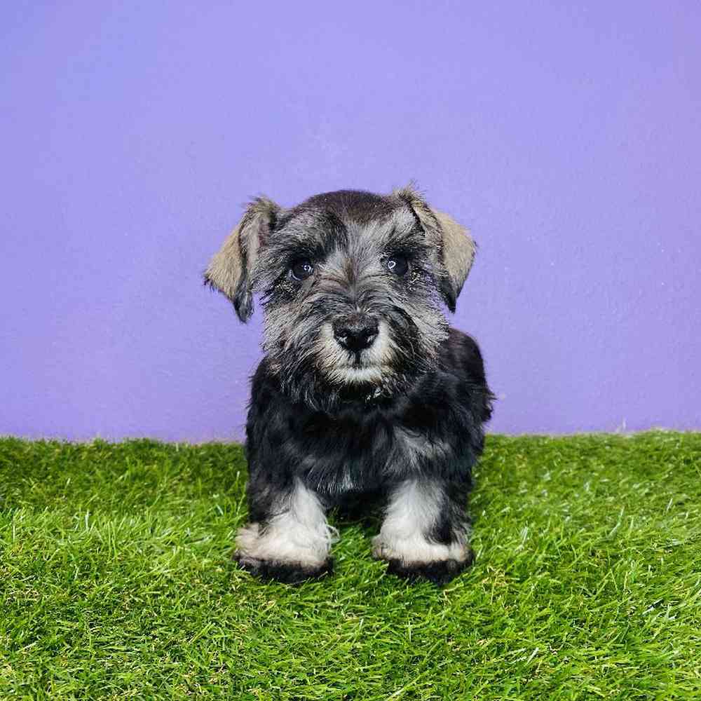 Female Mini Schnauzer Puppy for sale