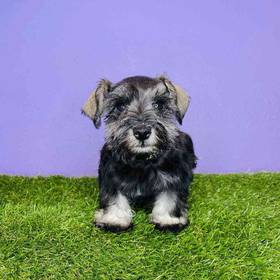 Mini Schnauzer