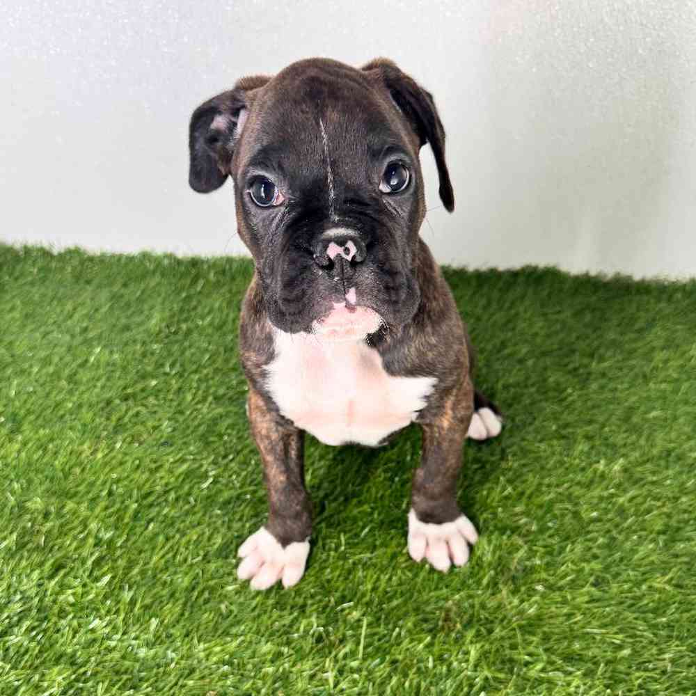 pet breed image