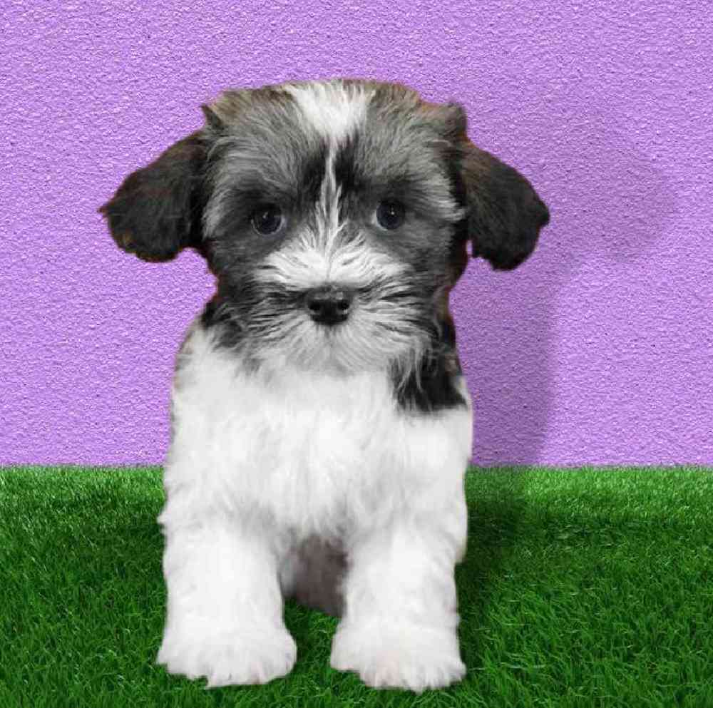 Female Havanese Puppy for sale