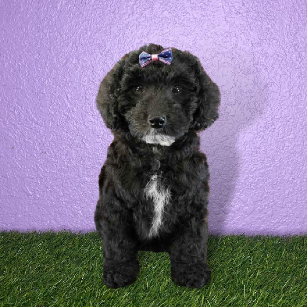 Female 2nd Gen Mini Whoodle Puppy for sale