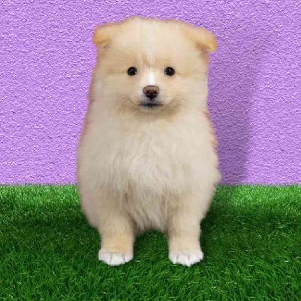 Pomeranian Puppies for Sale Marietta