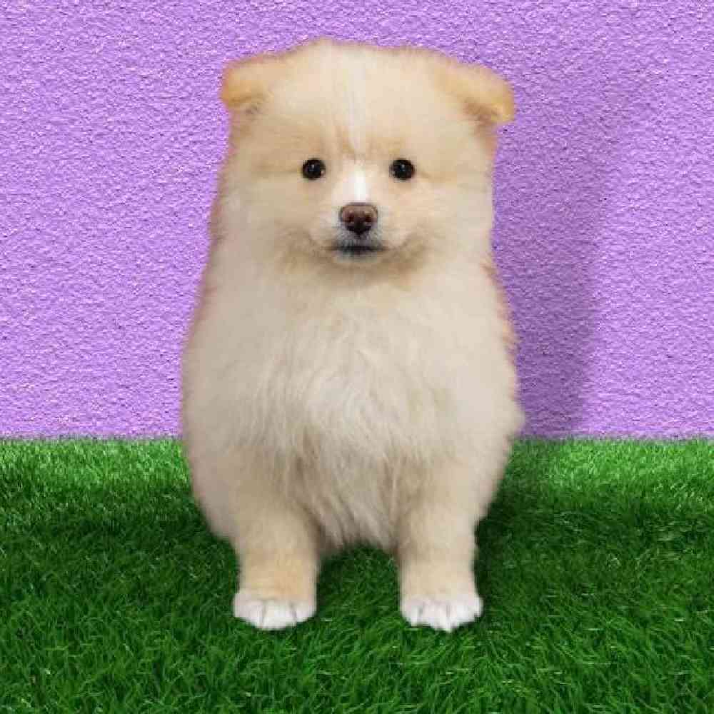 Female Pomeranian Puppy for sale