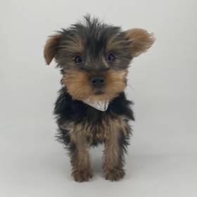 Yorkie