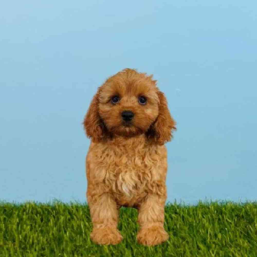 Male Cavapoo Puppy for sale