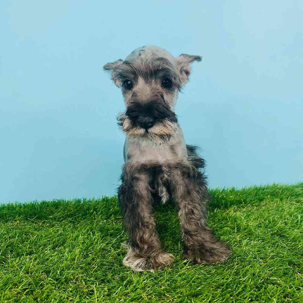 Male Mini Schnauzer Puppy for sale