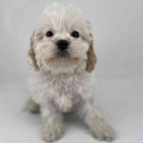 Cavachon