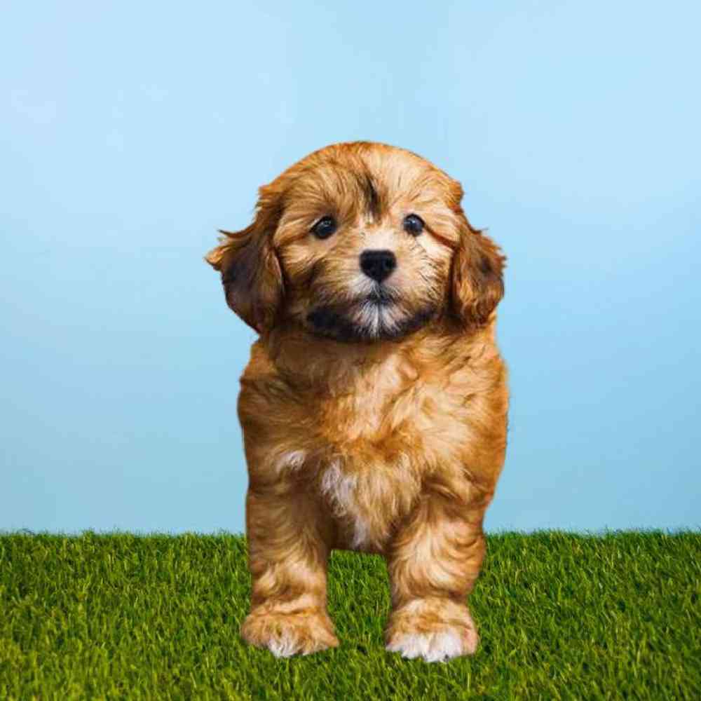 Female Shizapoo Puppy for Sale in Meridian, ID