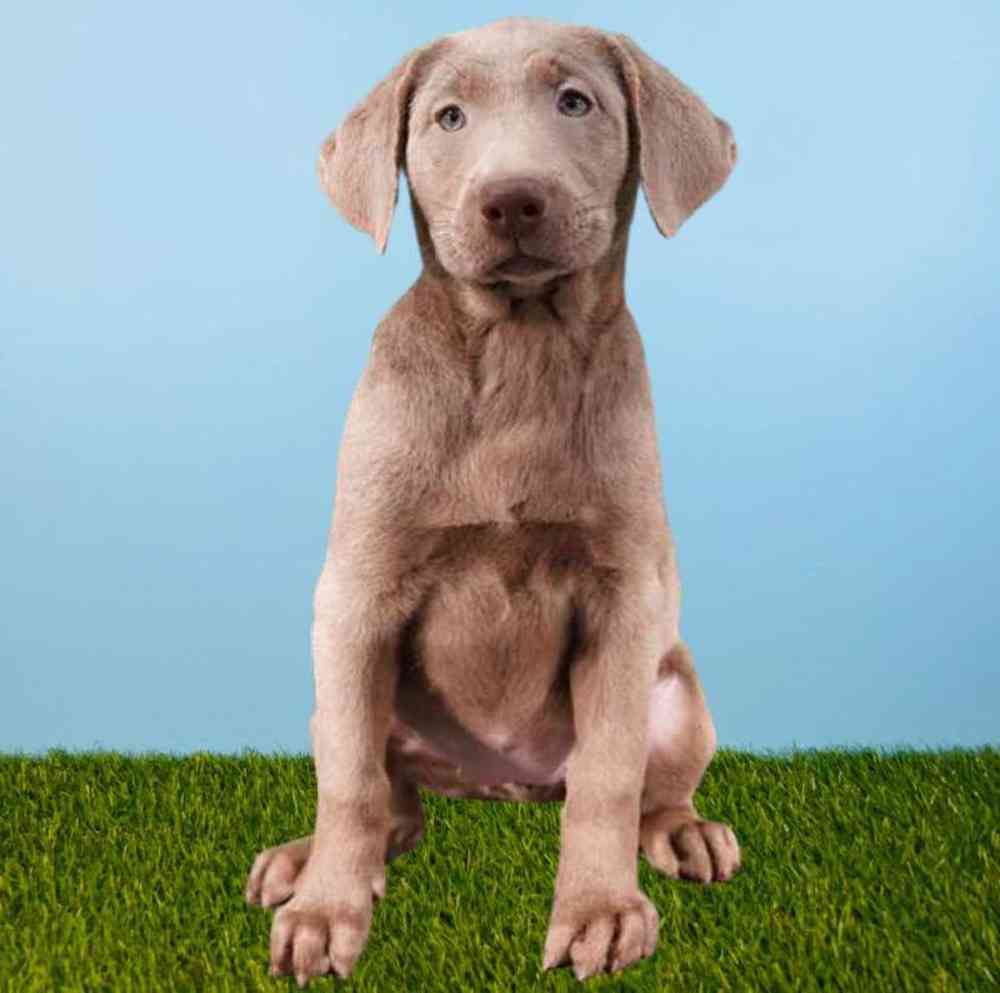Female Labrador Retriever Puppy for Sale in Meridian, ID