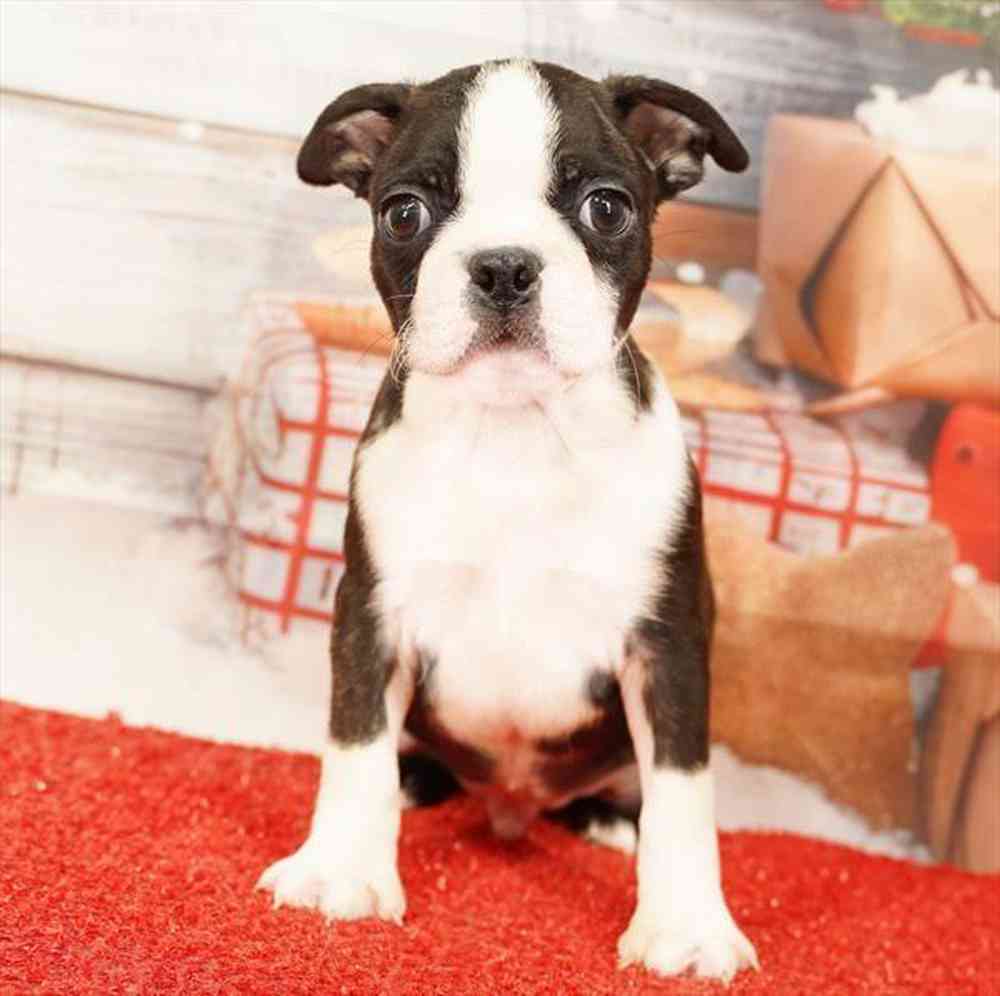 Boston Terrier Puppies: Pictures, Adoption Tips, and More! - A-Z Animals, image size:1000x996