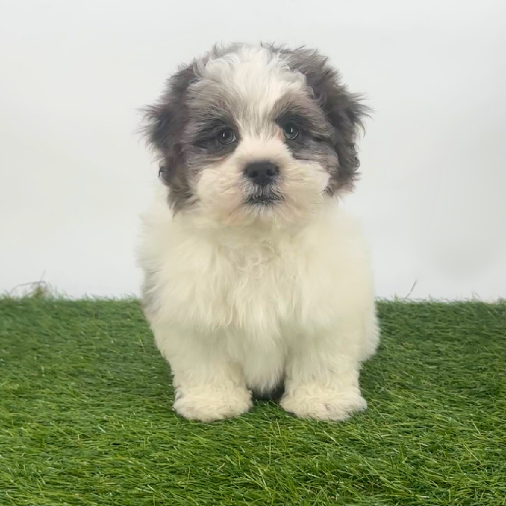 pet breed image