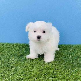 Maltese