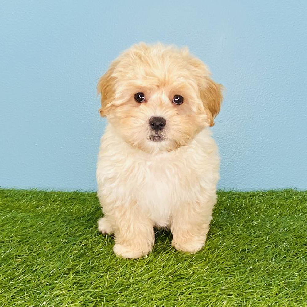 Male Maltipoo Puppy for sale