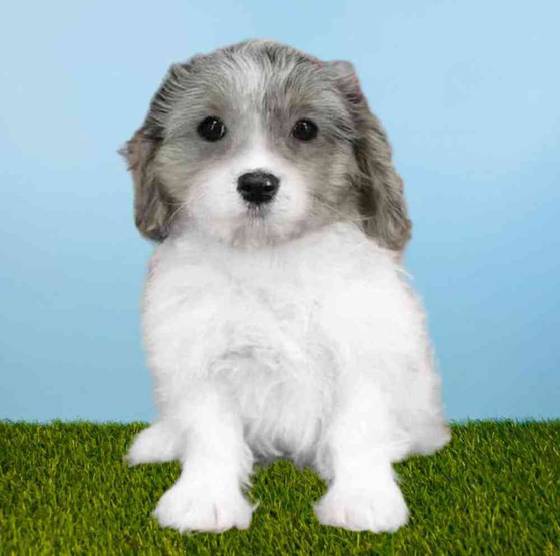 Cavapoo Puppies for Sale Meridian